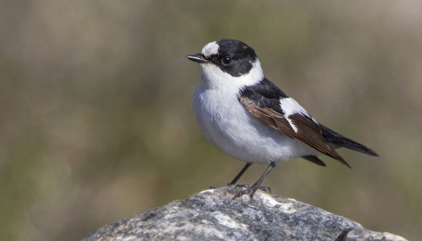 2kv KOIRAS SEPELSIEPPO KYLÄN RANNASSA