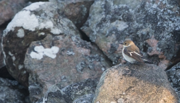 NAARAS SEPELSIEPPO KIVIAIDALLAMME. HARMAA NISKARENGAS, HARMAANRUSKEA SELKÄ, PISARAMAINEN KÄSISIIVEN TYVILAIKKU, TUORE KULUMATON PYRSTÖ JOSSA KÄRKEEN VALKEAT REUNASULAT JA LAJITYYPILLINEN HIIT-ÄÄNI.