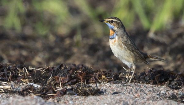 ENSIMMÄISET SINIRINNAT SAAPUIVAT