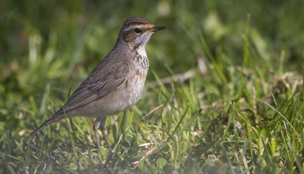 NAARASPUKUINEN SINIRINTA