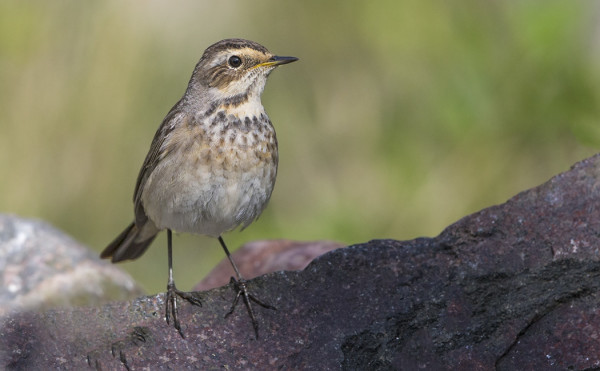 SINIRINTA VIIHTYI SAUNALLAMME
