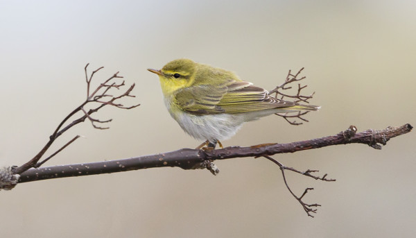 PÄIVITTÄIN NÄKYY JOKUNEN SIRITTÄJÄ