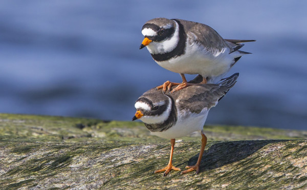 KEVÄÄN KIIHKOA TYLLEILLÄ