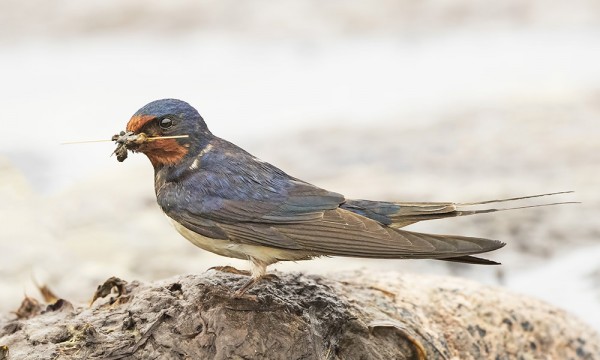 HAARAPÄÄSKY NÄYTTÄÄ RAKENTAVAN NÄIN MYÖHÄÄN VIELÄ PESÄÄ