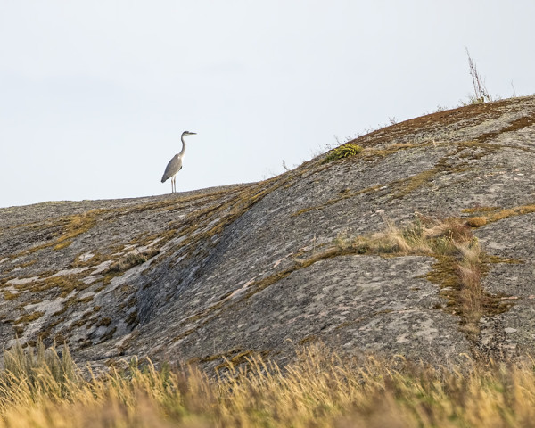 HARMAAHAIKAROITA NÄKYY LÄHES PÄIVITTÄIN