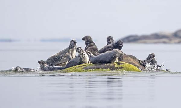 harmaahylje_01_Korppoo_07_16