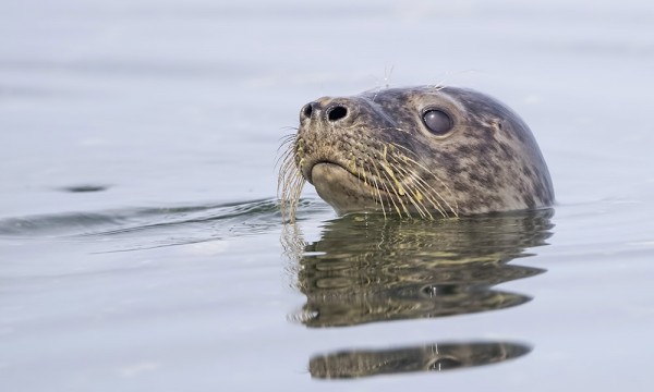 HARMAAHYLKEITÄ ULKOMERELLÄ, VIIKSISSÄ ON JO (SINI)LEVÄÄ!