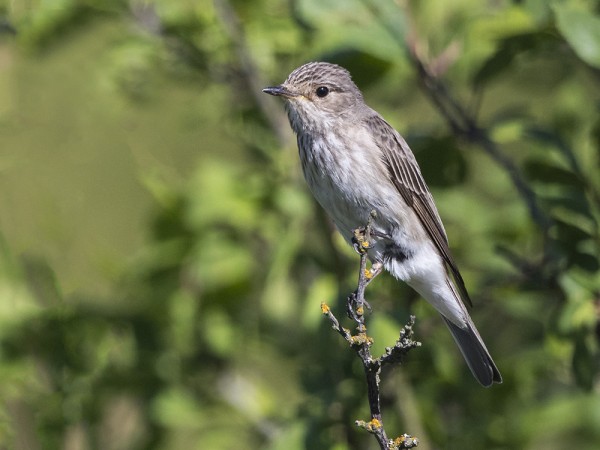 HARMAASIEPPOJA PESII YKSI PARI SAARESSA