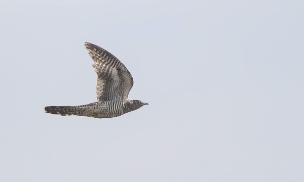 KÄKIEN MUUTTO ON HYVÄSSÄ VAUHDISSA