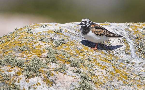 KARIKUKKOJA ON AINAKIN KAKSI PARIA