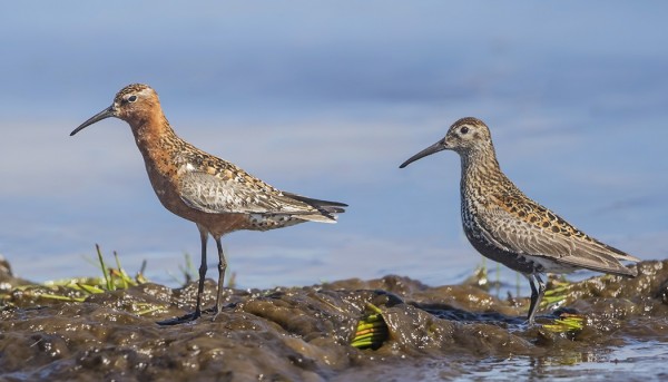 VANHAT KUOVISIRRIT JA SUOSIRRIT MUUTTAVAT NYT