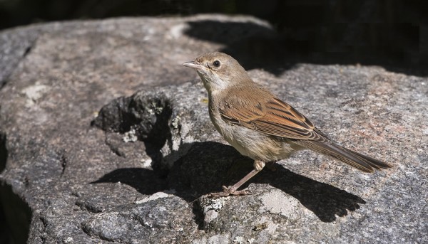 PENSASKERTTU LIENEE SAAREN YLEISIN PESIVÄ PIKKULINTU
