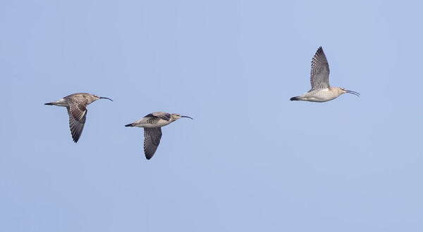 PIKKUKUOVEJA MUUTOLLA