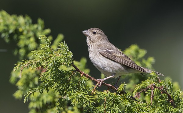 NUORIA PUNAVARPUSIA LIIKKUU SAARESSA