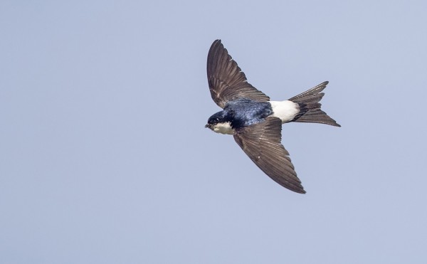 RÄYSTÄSPÄÄSKYJA PESII MUUTAMA PARI