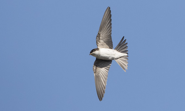 PÄÄSKYKUVAUKSET JATKUVAT, TÄSSÄ RÄYSTÄSPÄÄSKY VAIHTEEKSI ALTAPÄIN