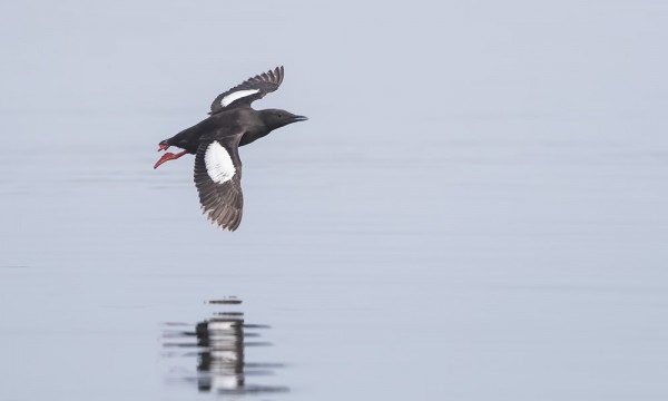 HAMNSKÄRISSÄ ON ISO RISKILÄYHDYSKUNTA