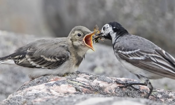 VÄSTÄRÄKKI SYÖTTÄÄ LENTOPOIKASELLEEN KUKKAKÄRPÄSEN