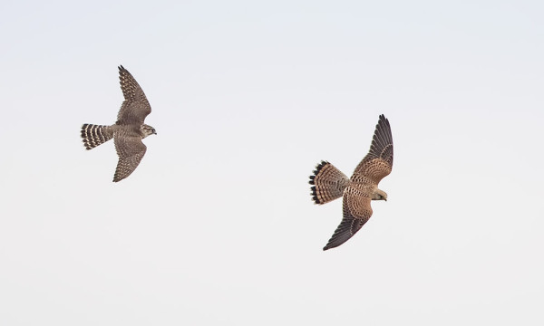 NUORI AMPUHAUKKA JAHTASI TUULIHAUKKOJA ITÄNIITYLLÄ