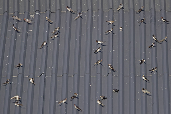 PÄÄSKYPARVET LÄMMITTELEVÄT VENEVAJOJEN TUMMILLA KATOILLA