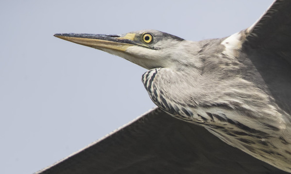 MUUTAMA HARMAAHAIKARA SILLOIN TÄLLÖIN