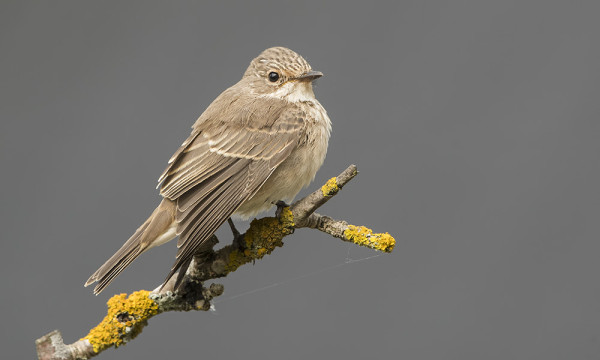 HARMAASIEPPOJA NÄKYY NUORIA JA VANHOJA 