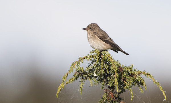 HARMAASIEPOT MUUTTAVAT NYT