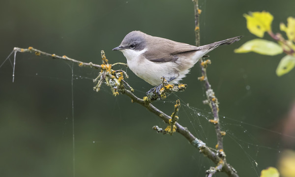 HERNEKERTTUJA ON ILMAANTUNUT SAAREEN
