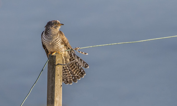 KÄKIEN MUUTTO ON JATKUNUT JO PITKÄÄN