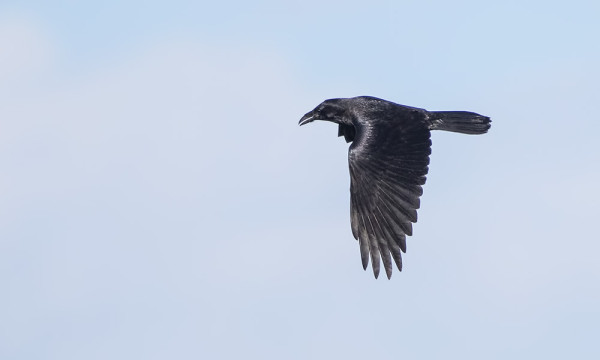 KORPEILLA EI NÄYTÄ TÄNÄ VUONNA OLEVAN LENTOPOIKASIA