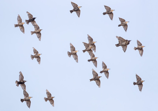 KOTTARAISIA PYÖRII LÄHES SATA SAARELLA