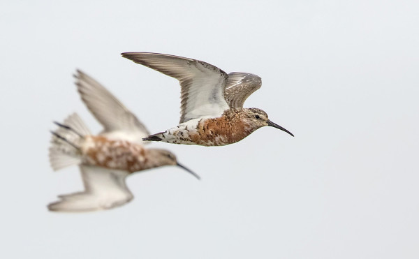 KUOVISIRRIT OVAT NYT KAIKKI VAIHTOPUKUISIA
