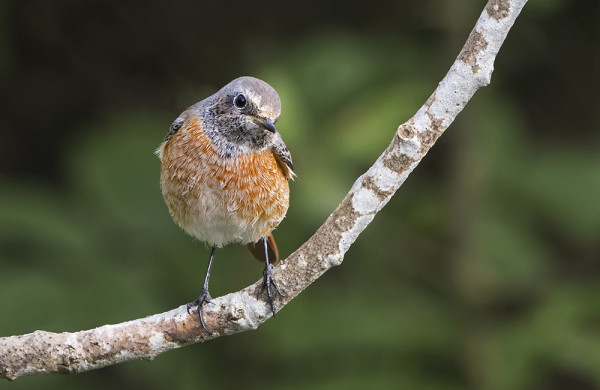 LEPPÄLINTUJEN MUUTTO ON HYVÄSSÄ VAUHDISSA