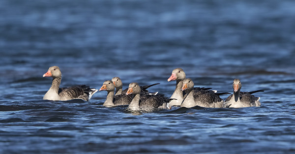 MERIHANHIPOIKUEITA NÄKYY PÄIVITTÄIN