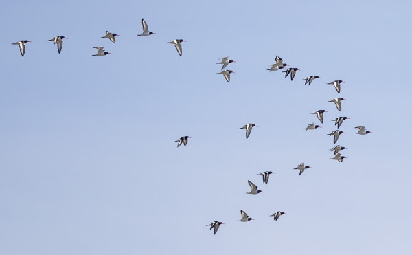 TÄNÄÄN OLI MERIHARAKKAMUUTTOA