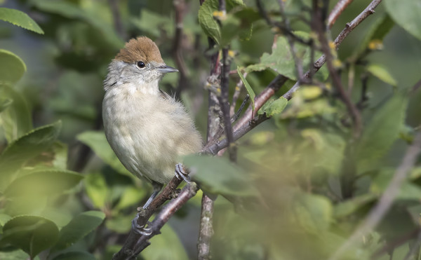 MUSTAPÄÄKERTTU ON VARMAANKIN PESINYT SAARELLA