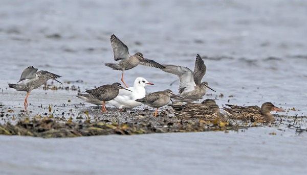 ITÄRANNALLA VIIVÄHTÄÄ MM MUSTAVIKLOJA