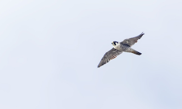 VANHA MUUTTOHAUKKA NÄYTTÄYTYI PARINA PÄIVÄNÄ