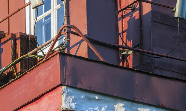 PÄHKINÄHAKKI HUUTELI AAMULLA MAJAKKATORNISSA