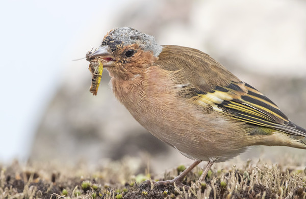 PEIPPO SYÖ MUUTAKIN KUIN SIEMENIÄ