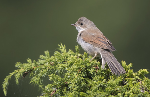 PENSASKERTTU ON TÄLLÄ HETKELLÄ SAAREN YLEISIN PIKKULINTU