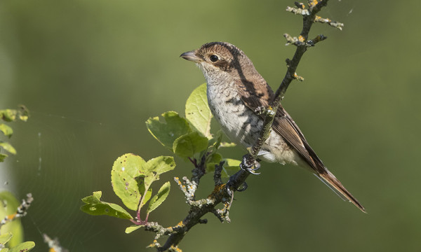 PIKKULEPINKÄISIÄ ON PESINYT 2 PARIA