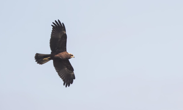 RUSKOSUOHAUKKA ON UTÖSSÄ VÄHÄLUKUINEN MUUTTAJA