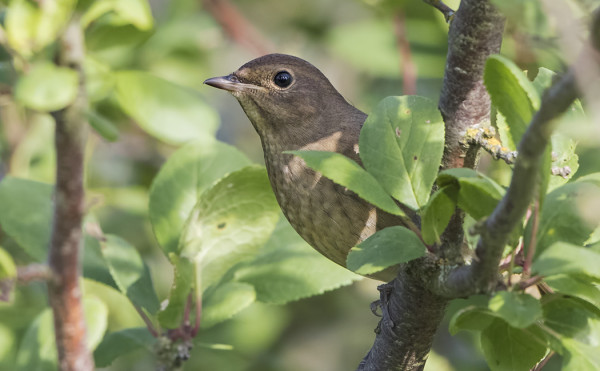 SATAKIELI LYMYILEE SAUNALLAMME