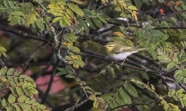 SIRITTÄJÄ ON ILMEISESTI PESINYT SAARELLA EKAA KERTAA