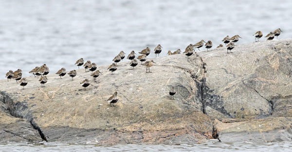 SUOSIRREJÄ RIITTÄÄ, JOUKOSSA USEIN JOKU KUOVISIRRIKIN