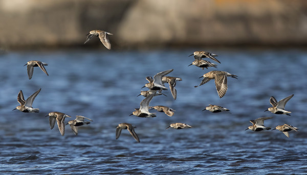 VANHOJEN SUOSIRRIEN MUUTTO ON EDELLEEN KÄYNNISSÄ, TÄSSÄ MUKANA MYÖS SUOKUKKO