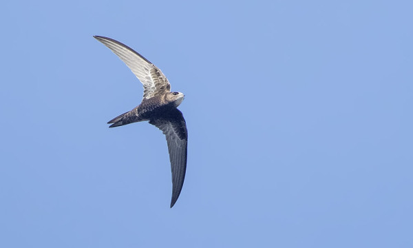 MUUTAMA TERVAPÄÄSKY ON VIELÄ NÄKYNYT PÄIVITTÄIN