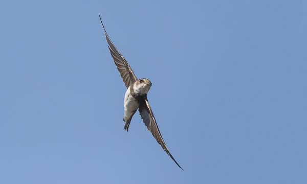 TÖRMÄPÄÄSKYJÄ ON EPÄTAVALLISEN PALJON