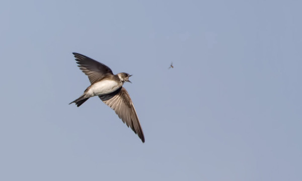 TÖRMÄPÄÄSKYJÄ ON VIELÄ JOKUNEN OLLUT HYÖNTEISPYYNNISSÄ